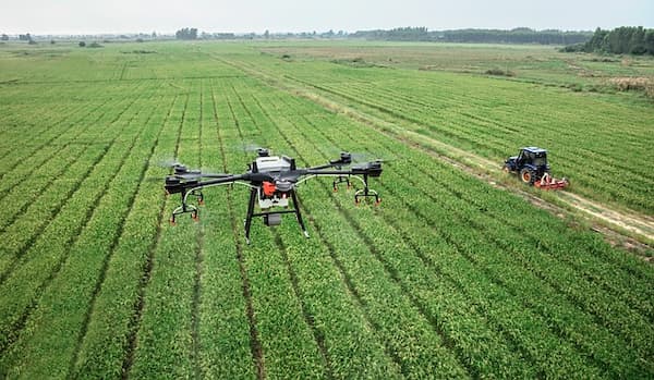 drone au dessus d'un champs avant fauchage